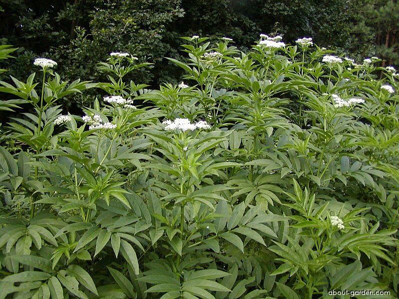 سامبوکوس ابولوس / آقطی اروپایی